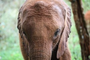 Bondeni (c) Sheldrick Wildlife Trust