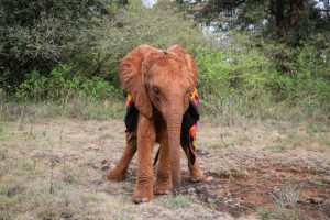 Bondeni (c) Sheldrick Wildlife Trust