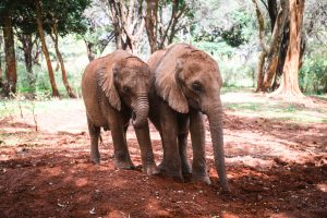 Bondeni und Kindani (c) Sheldrick Wildlife Trust