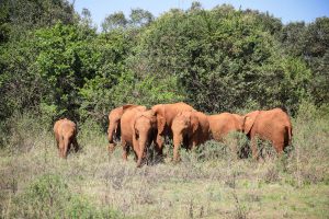 (c) Sheldrick Wildlife Trust