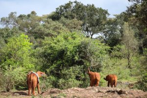 (c) Sheldrick Wildlife Trust