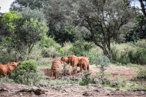 (c) Sheldrick Wildlife Trust