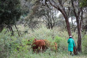(c) Sheldrick Wildlife Trust