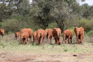 (c) Sheldrick Wildlife Trust