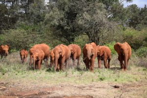(c) Sheldrick Wildlife Trust