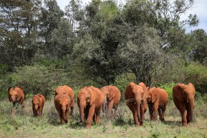 (c) Sheldrick Wildlife Trust