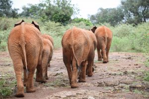 (c) Sheldrick Wildlife Trust