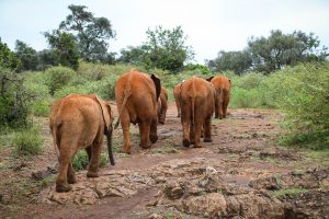 (c) Sheldrick Wildlife Trust