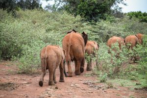 (c) Sheldrick Wildlife Trust