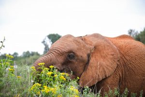 Kiasa (c) Sheldrick Wildlife Trust