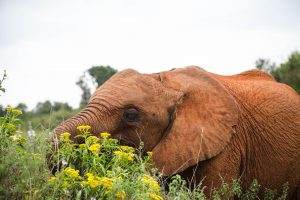 Kiasa (c) Sheldrick Wildlife Trust