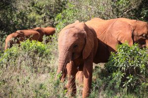 Kiasa (c) Sheldrick Wildlife Trust