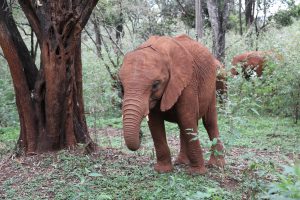 Kiasa (c) Sheldrick Wildlife Trust