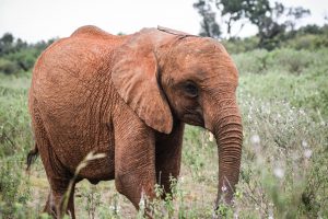 Kiasa (c) Sheldrick Wildlife Trust
