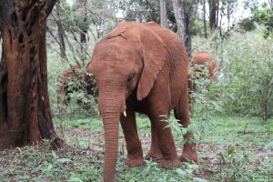 Kiasa (c) Sheldrick Wildlife Trust