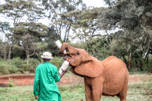 Kiasa (c) Sheldrick Wildlife Trust