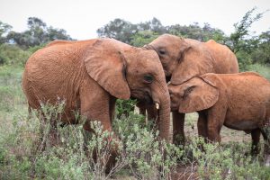 Kiasa (c) Sheldrick Wildlife Trust