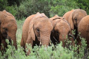 Kiasa und Mukkoka (c) Sheldrick Wildlife Trust