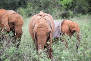 Kiasa, Mukkoka und Kindani (c) Sheldrick Wildlife Trust