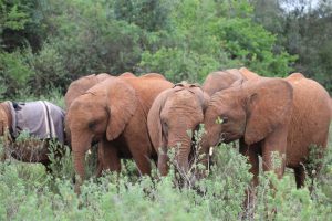 Kiasa, Mukkoka und Kiombo (c) Sheldrick Wildlife Trust