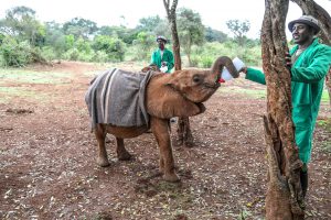 Kindani (c) Sheldrick Wildlife Trust