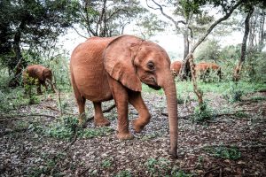 Kindani (c) Sheldrick Wildlife Trust