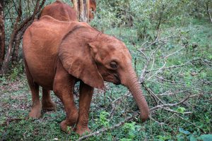 Kindani (c) Sheldrick Wildlife Trust