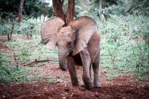 Kindani (c) Sheldrick Wildlife Trust