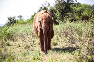 Kindani (c) Sheldrick Wildlife Trust