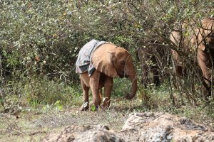 Kindani (c) Sheldrick Wildlife Trust