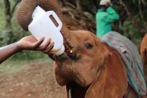 Kindani (c) Sheldrick Wildlife Trust