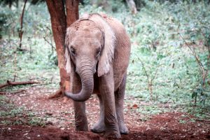Kindani (c) Sheldrick Wildlife Trust