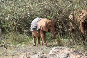Kindani (c) Sheldrick Wildlife Trust