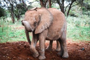 Kindani (c) Sheldrick Wildlife Trust