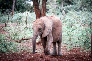 Kindani (c) Sheldrick Wildlife Trust