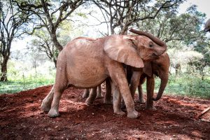 Kindani (c) Sheldrick Wildlife Trust