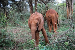 Kindani (c) Sheldrick Wildlife Trust