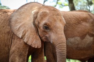 Kindani (c) Sheldrick Wildlife Trust