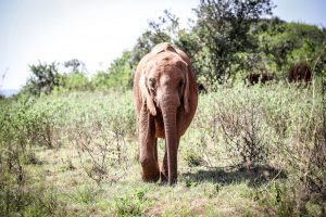 Kindani (c) Sheldrick Wildlife Trust