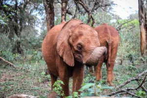 Kindani (c) Sheldrick Wildlife Trust