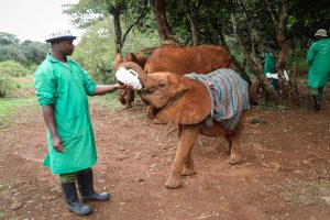 Kindani (c) Sheldrick Wildlife Trust