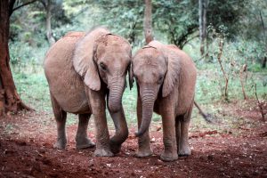 Kindani und Bondeni (c) Sheldrick Wildlife Trust