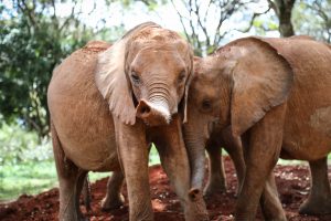 Kindani und Kinyei (c) Sheldrick Wildlife Trust