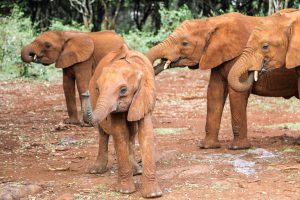 Kindani, Kiombo und Maktao (c) Sheldrick Wildlife Trust