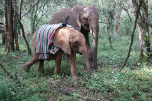 Kinyei (c) Sheldrick Wildlife Trust