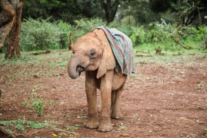 Kinyei (c) Sheldrick Wildlife Trust