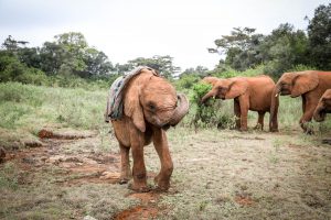 Kinyei (c) Sheldrick Wildlife Trust