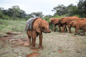 Kinyei (c) Sheldrick Wildlife Trust