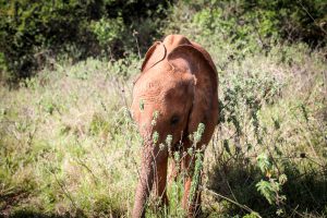 Kinyei (c) Sheldrick Wildlife Trust