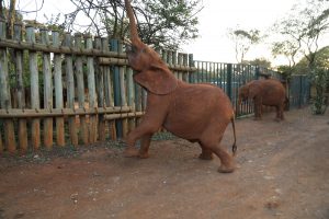 Kiombo (c) Sheldrick Wildlife Trust